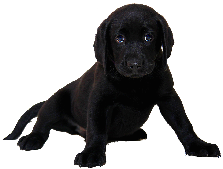 Download PNG image - Black Labrador Dog Pup PNG 