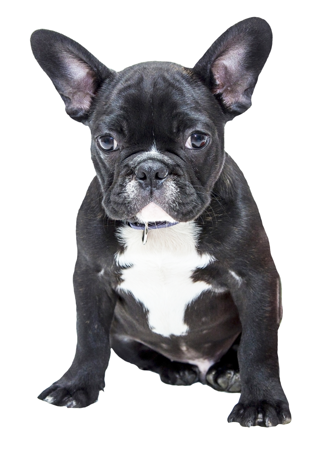 Download PNG image - Bulldog PNG Transparent Image 