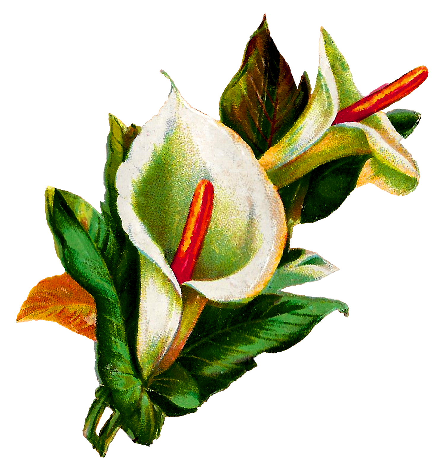 Download PNG image - Calla Lily PNG Clipart 