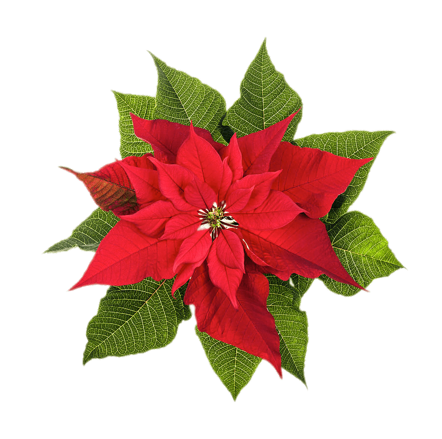 Download PNG image - Christmas Poinsettia PNG Clipart 
