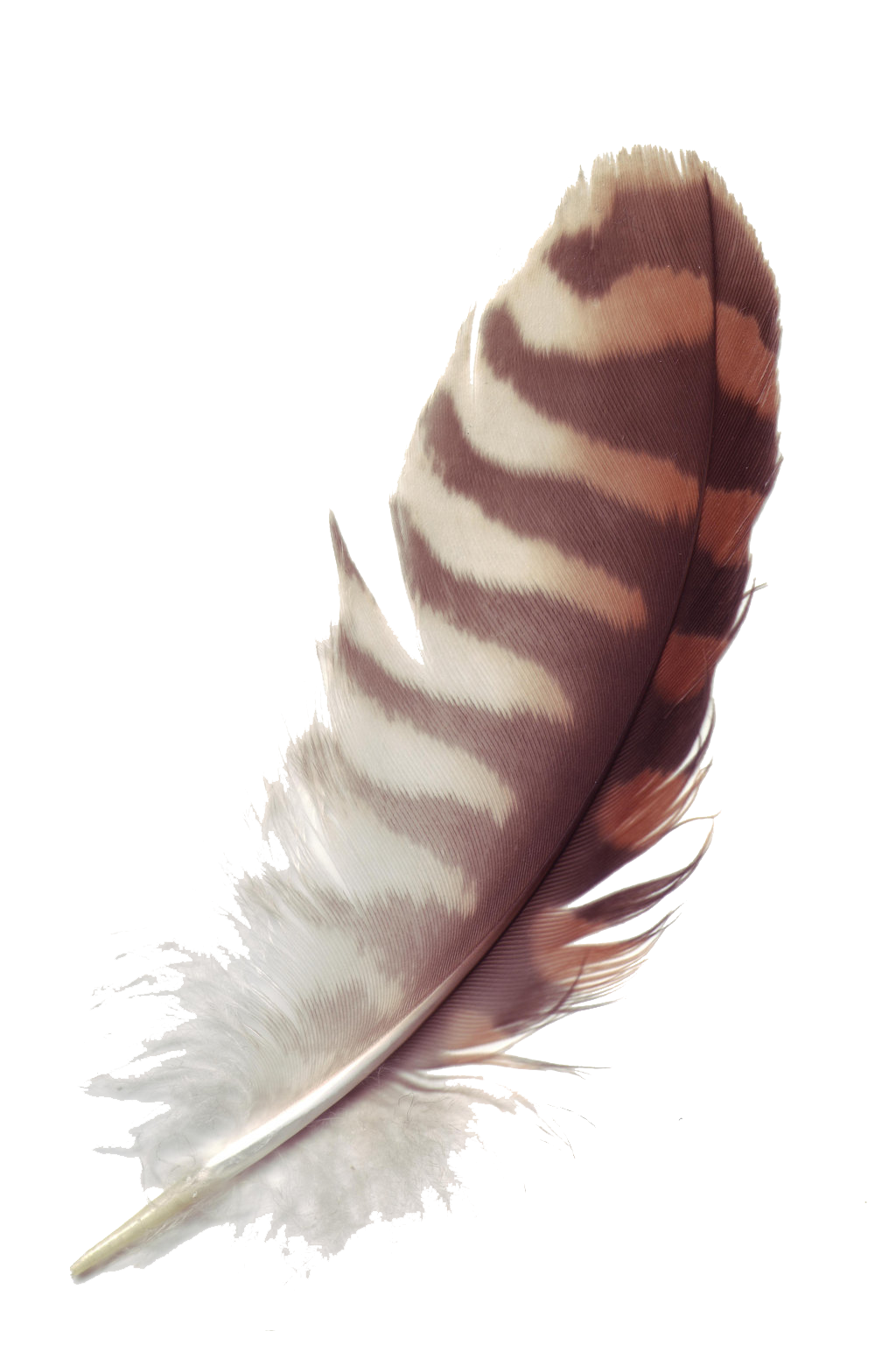 Download PNG image - Feather PNG Clipart 