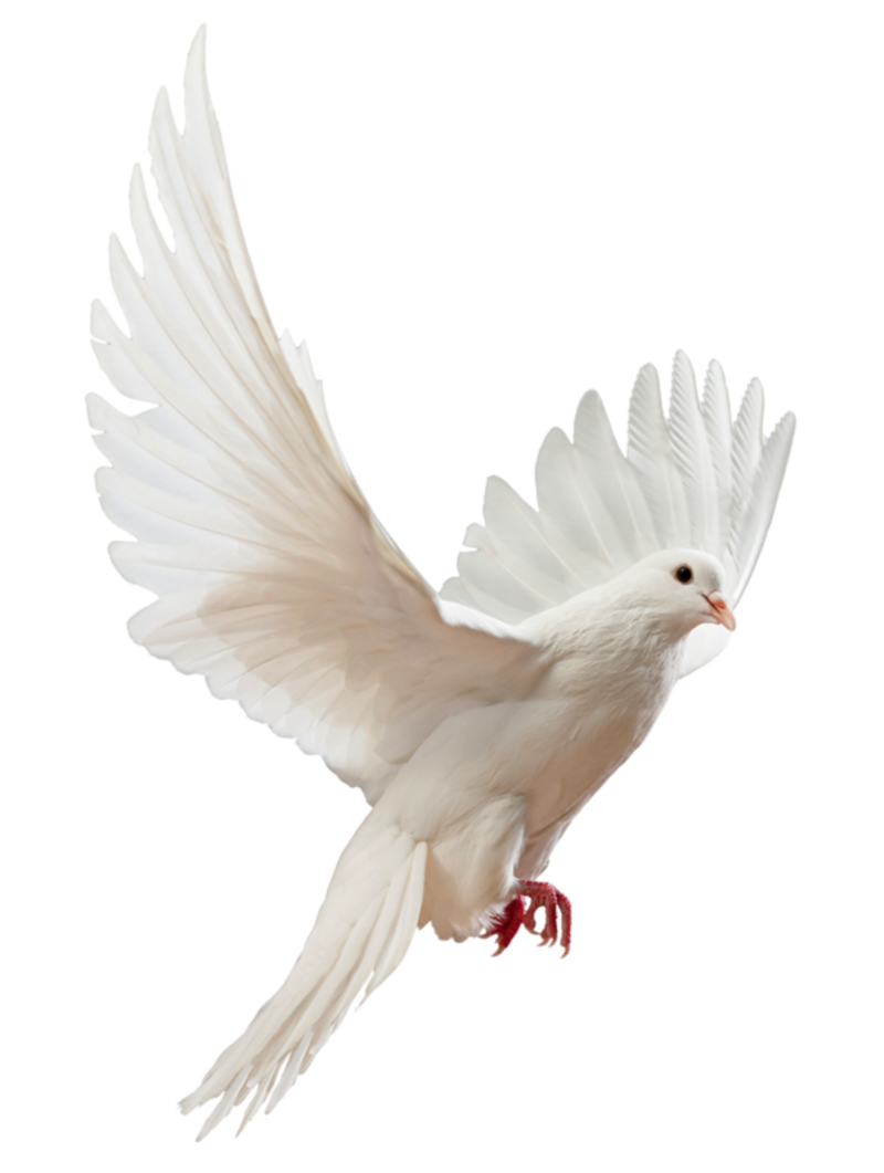 Download PNG image - Flying Peace Pigeon PNG Photos 