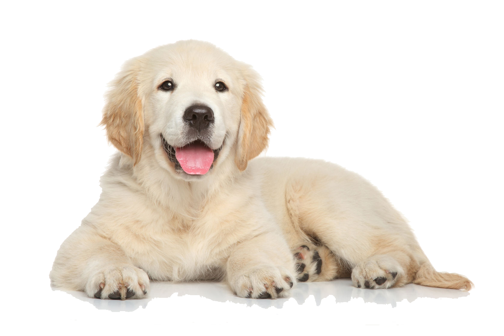 Download PNG image - Golden Retriever Puppy PNG File 