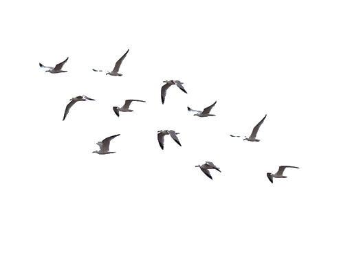 Download PNG image - Group Flock of Birds Transparent Background 