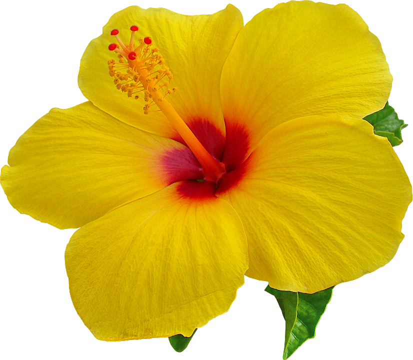Download PNG image - Hibiscus Transparent Background 
