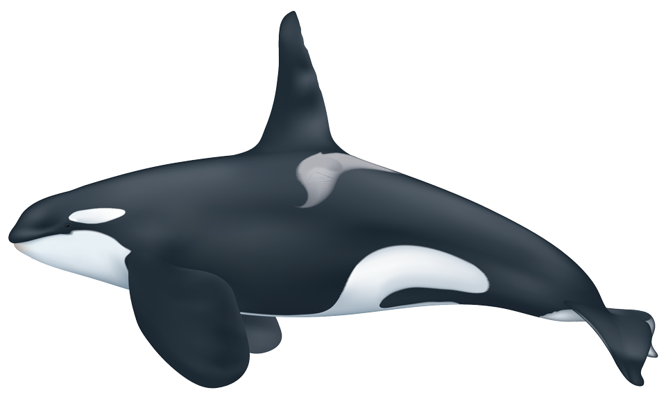 Download PNG image - Killer Whale PNG Transparent HD Photo 
