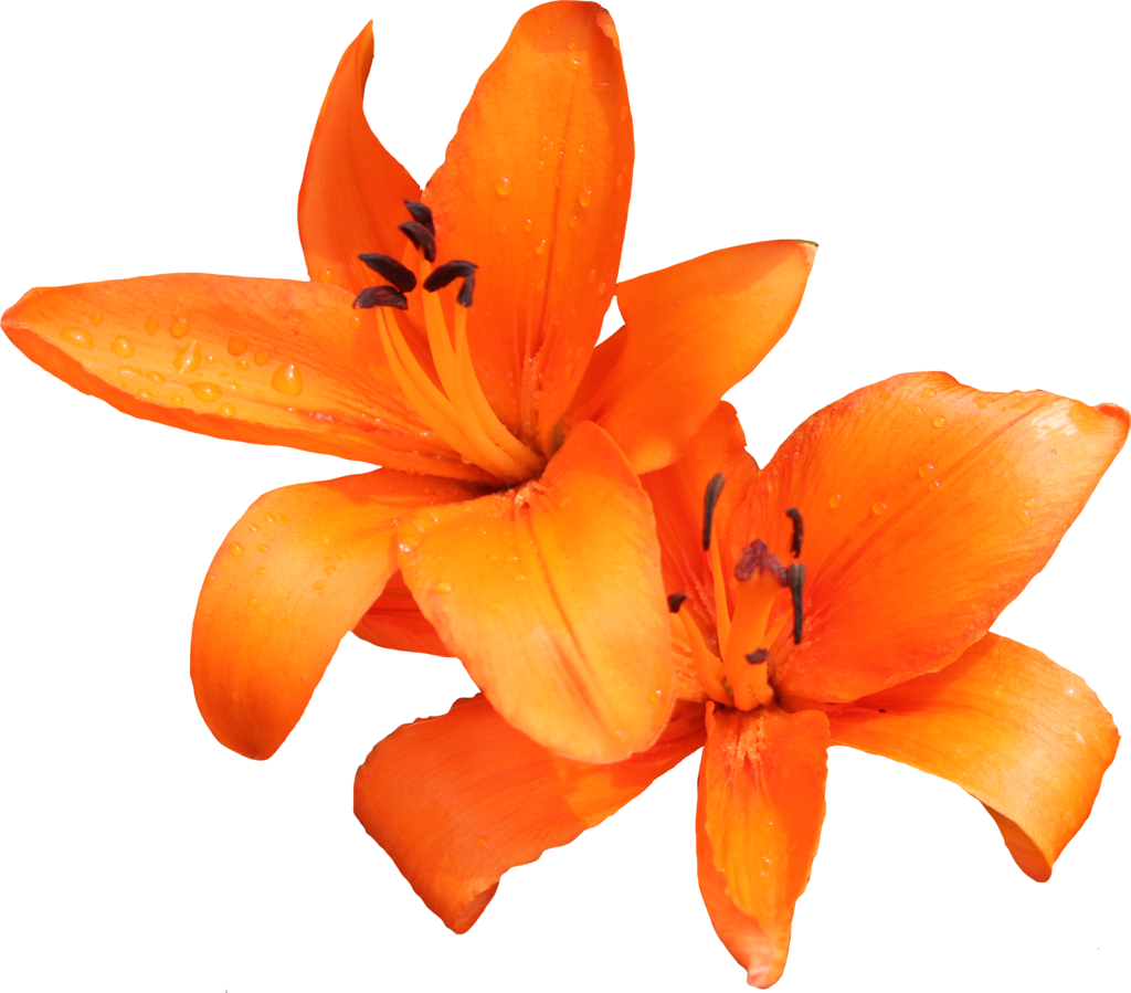 Download PNG image - Lily PNG Photo 