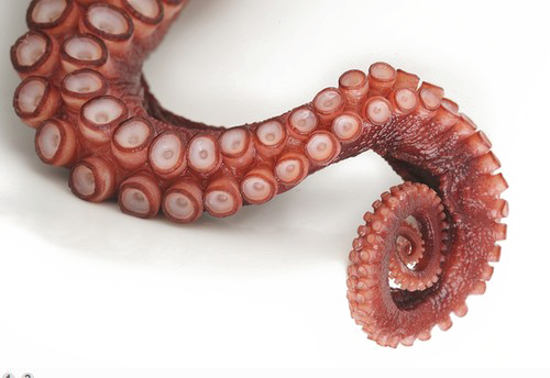 Download PNG image - Octopus Tentacles PNG File 