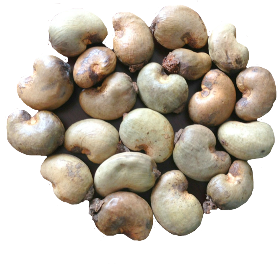 Download PNG image - Organic Cashew Nut PNG Photos 