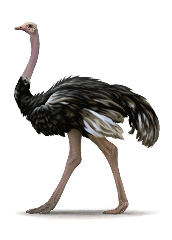 Download PNG image - Ostrich PNG File 