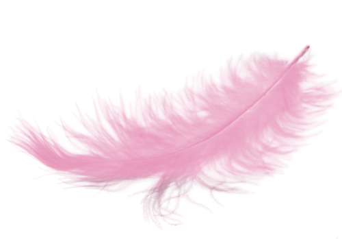 Download PNG image - Pink Feather PNG Photo 