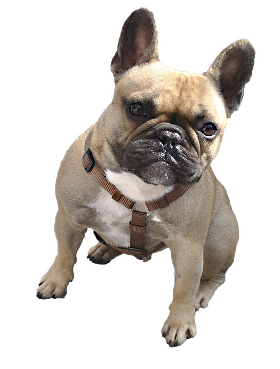 Download PNG image - Sitting Bulldog PNG Clipart 