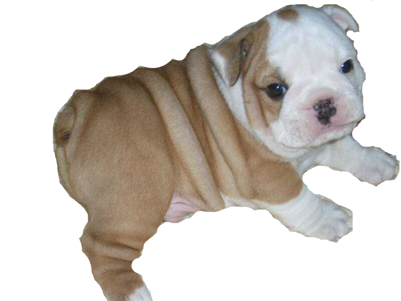 Download PNG image - Sitting Bulldog PNG File 