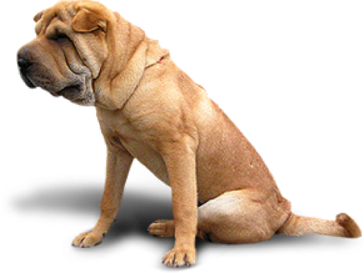 Download PNG image - Sitting Bulldog PNG HD 