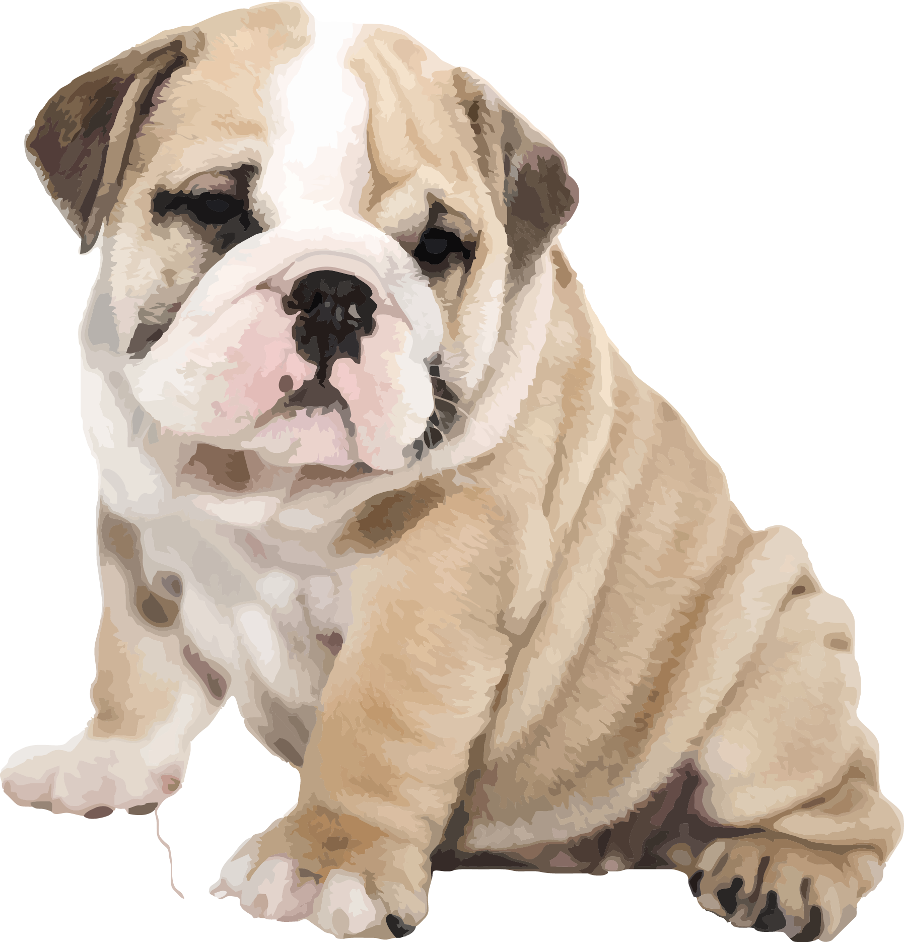 Download PNG image - Sitting Bulldog PNG Image 