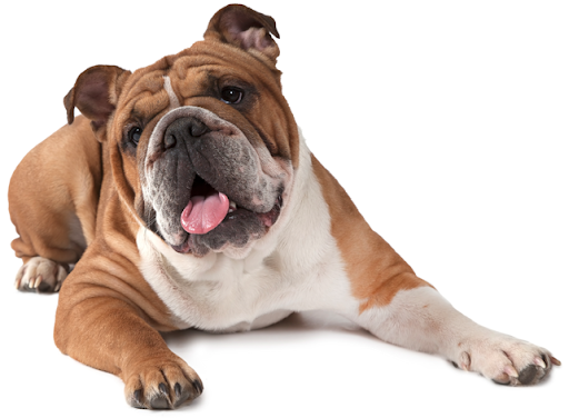 Download PNG image - Sitting Bulldog PNG Pic 
