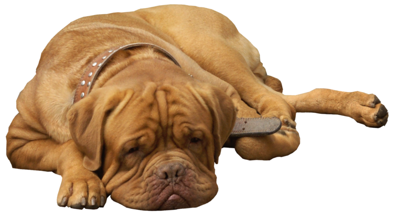 Download PNG image - Sitting Bulldog PNG Transparent Image 
