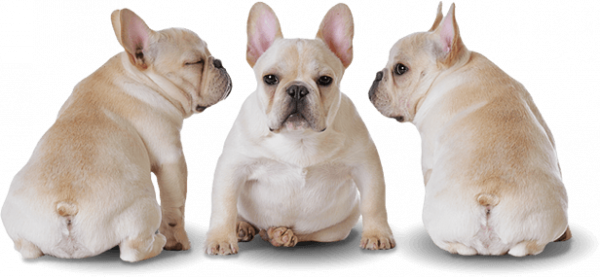 Download PNG image - Sitting Bulldog Transparent Background 