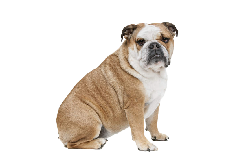Download PNG image - Sitting Bulldog Transparent PNG 