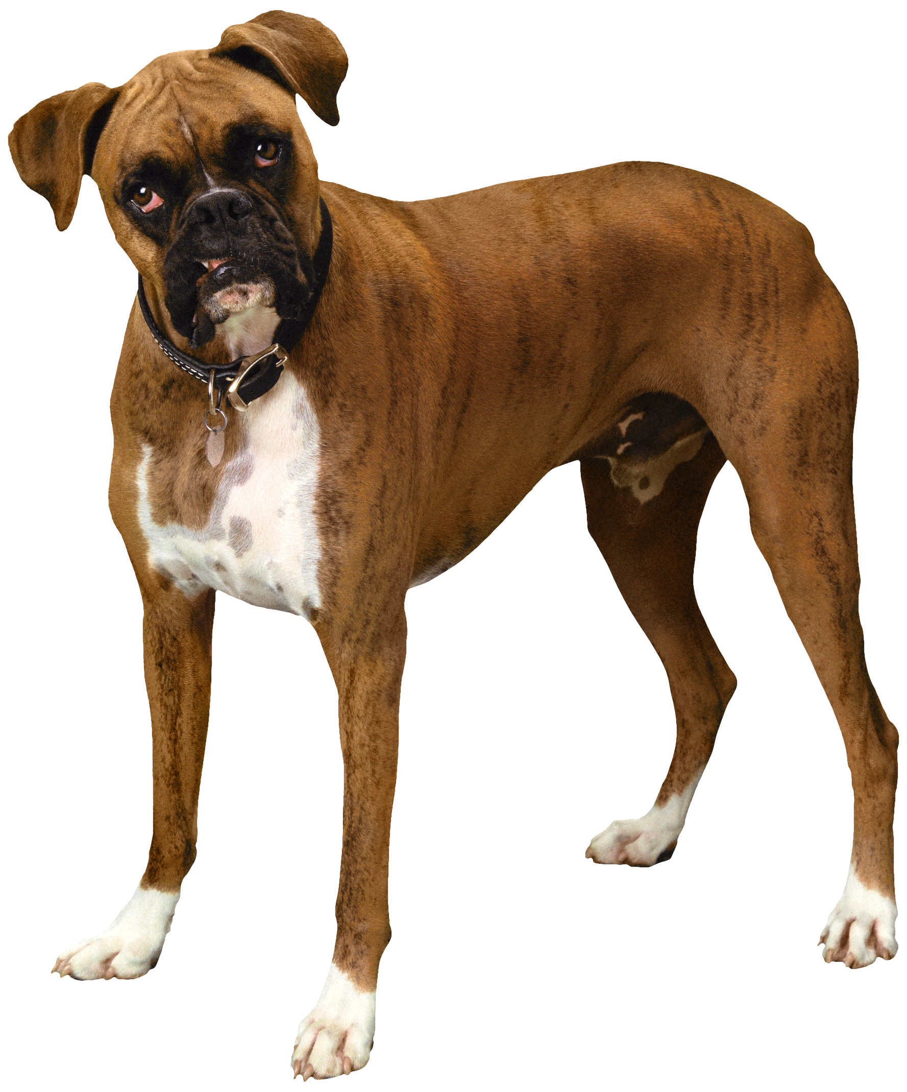 Download PNG image - Standing Bulldog PNG Clipart 