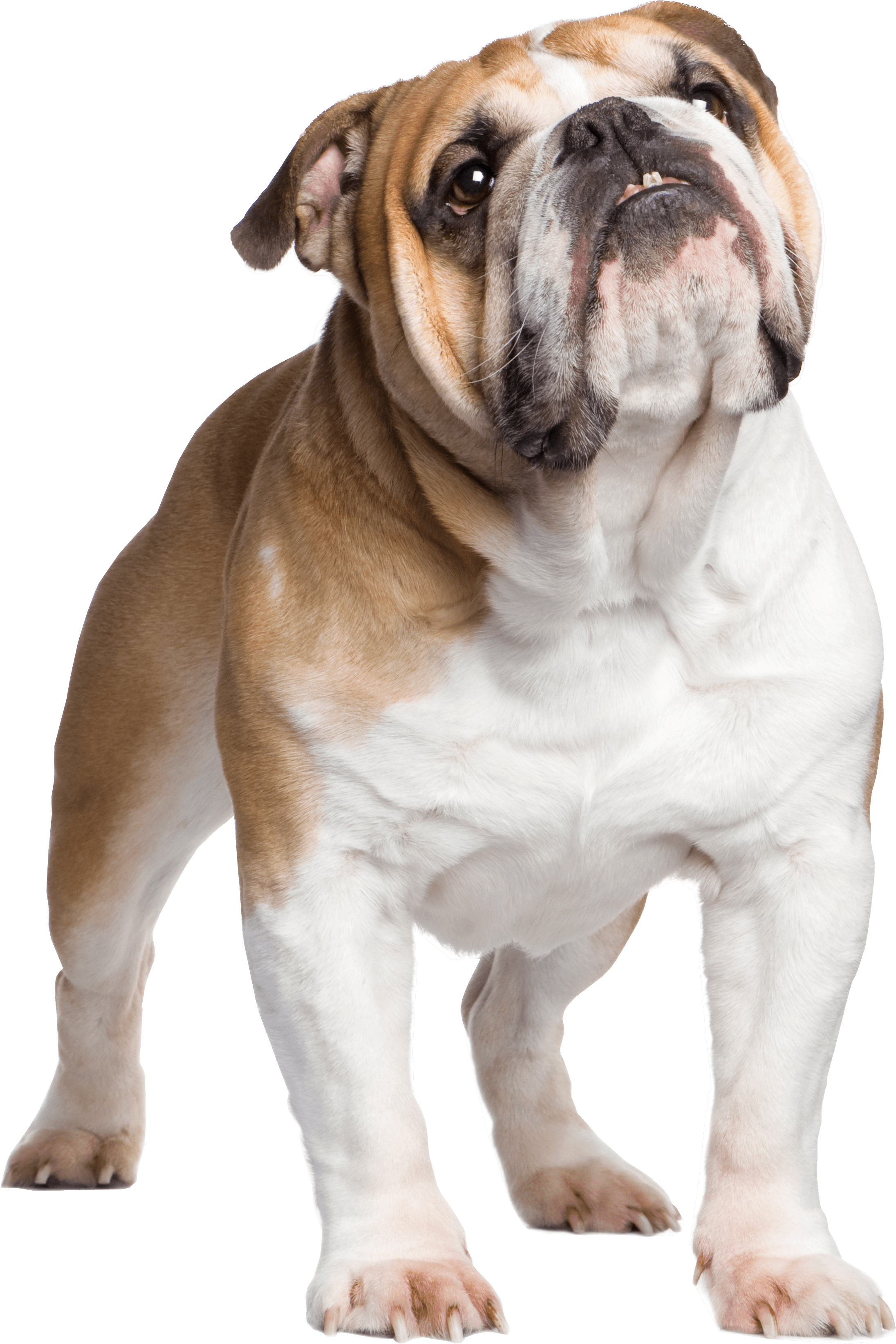 Download PNG image - Standing Bulldog PNG File 