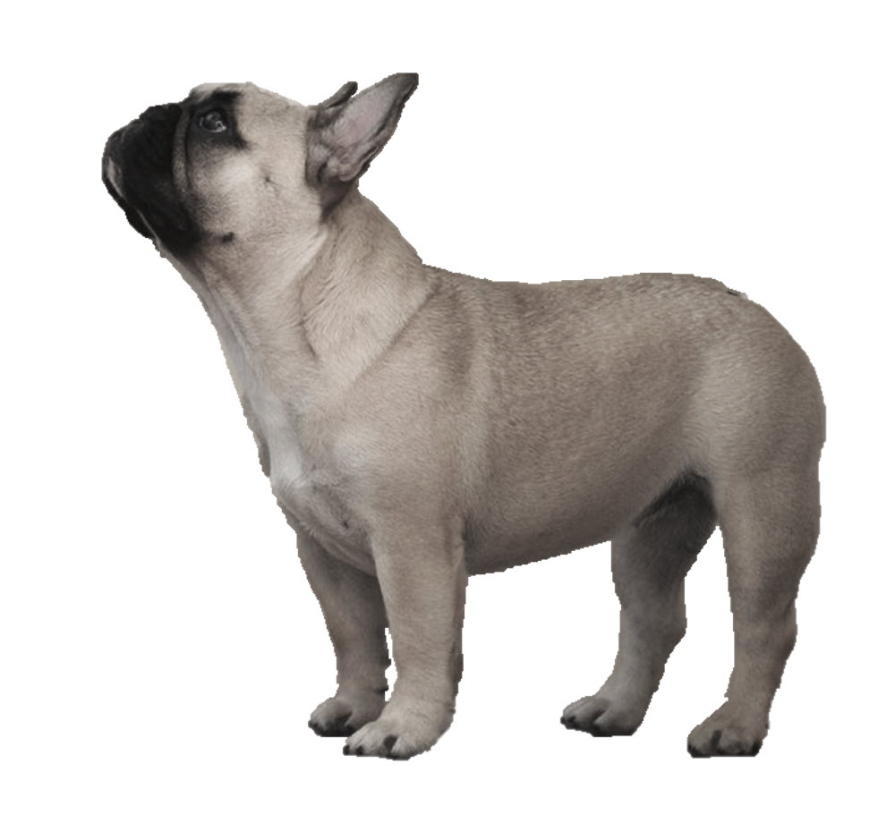 Download PNG image - Standing Bulldog PNG Image 