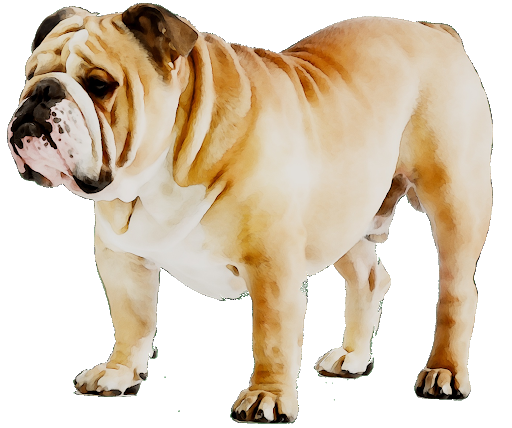 Download PNG image - Standing Bulldog Transparent Background 