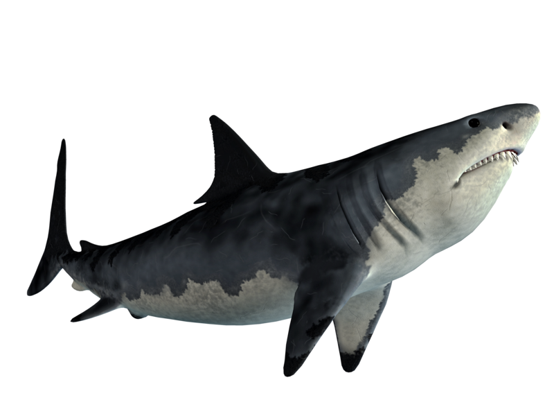 Download PNG image - Whale Real Shark PNG Image 