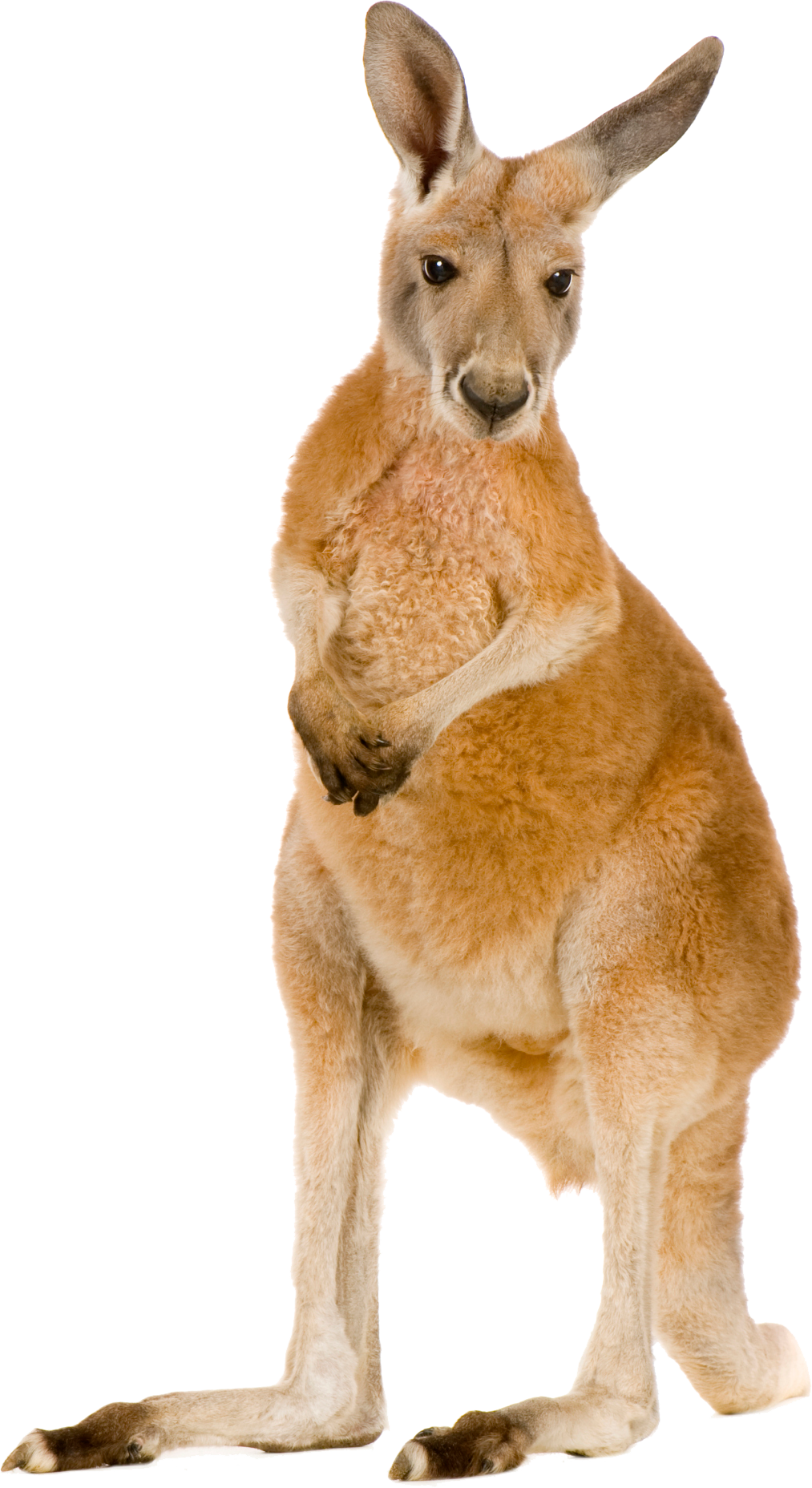 Download PNG image - Wild Kangaroo PNG Clipart 