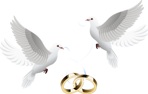Download PNG image - Flying Peace Pigeon PNG Pic 