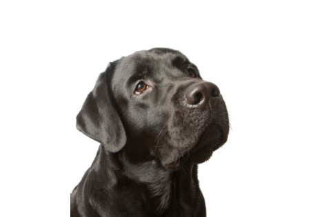 Download PNG image - Labrador PNG Picture 