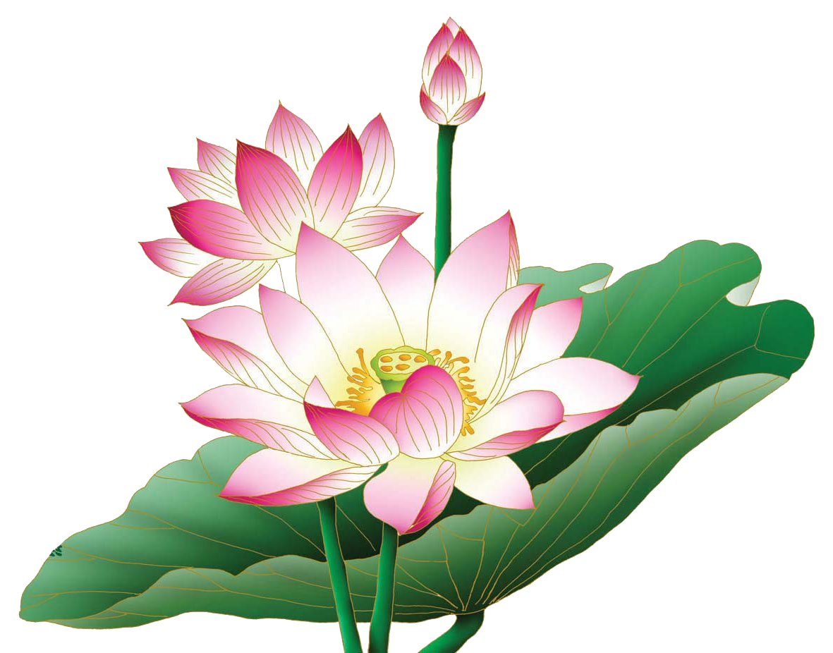 Download PNG image - Lotus Flower PNG Clipart 