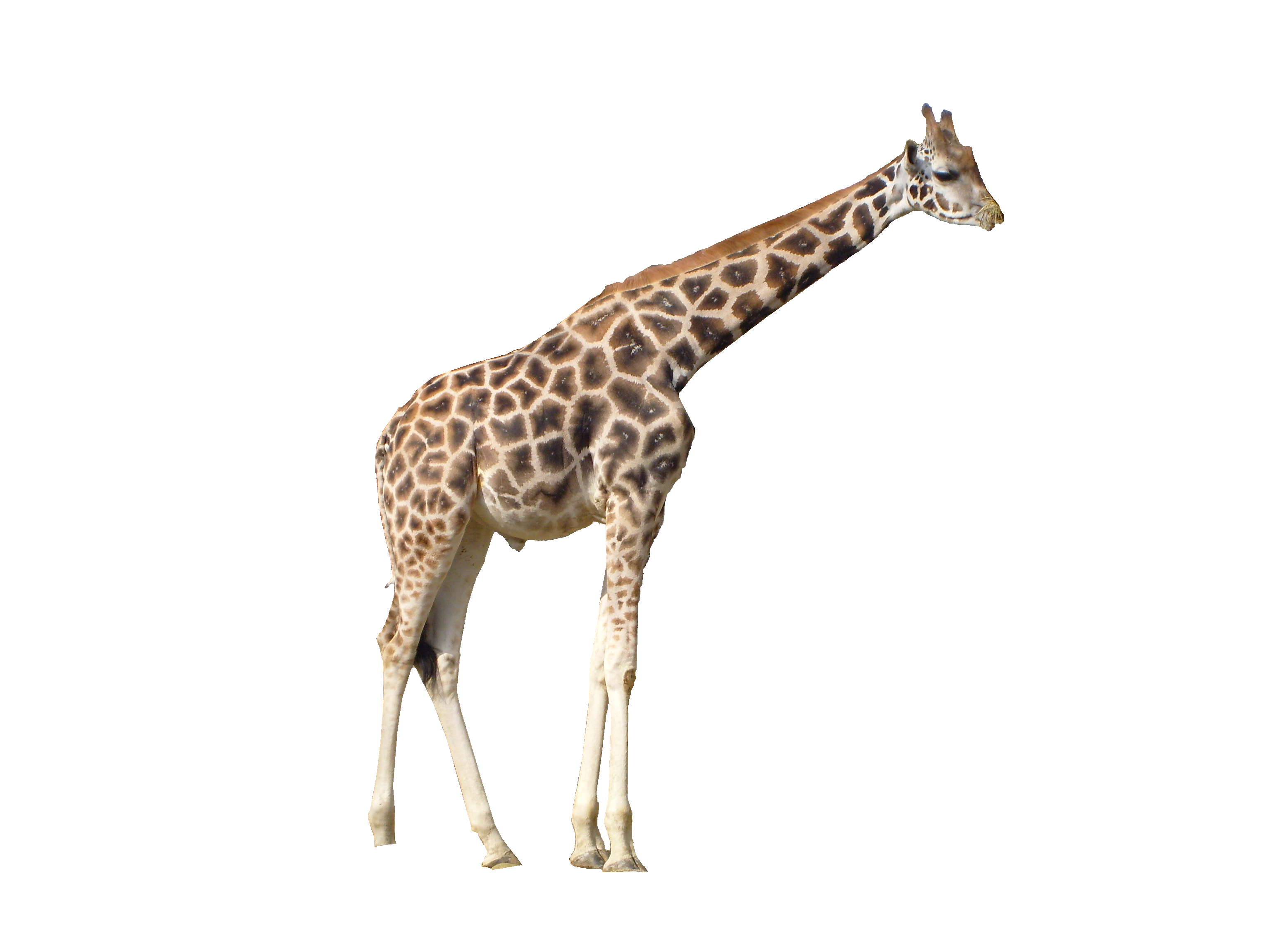 Download PNG image - African Giraffe PNG Photos 