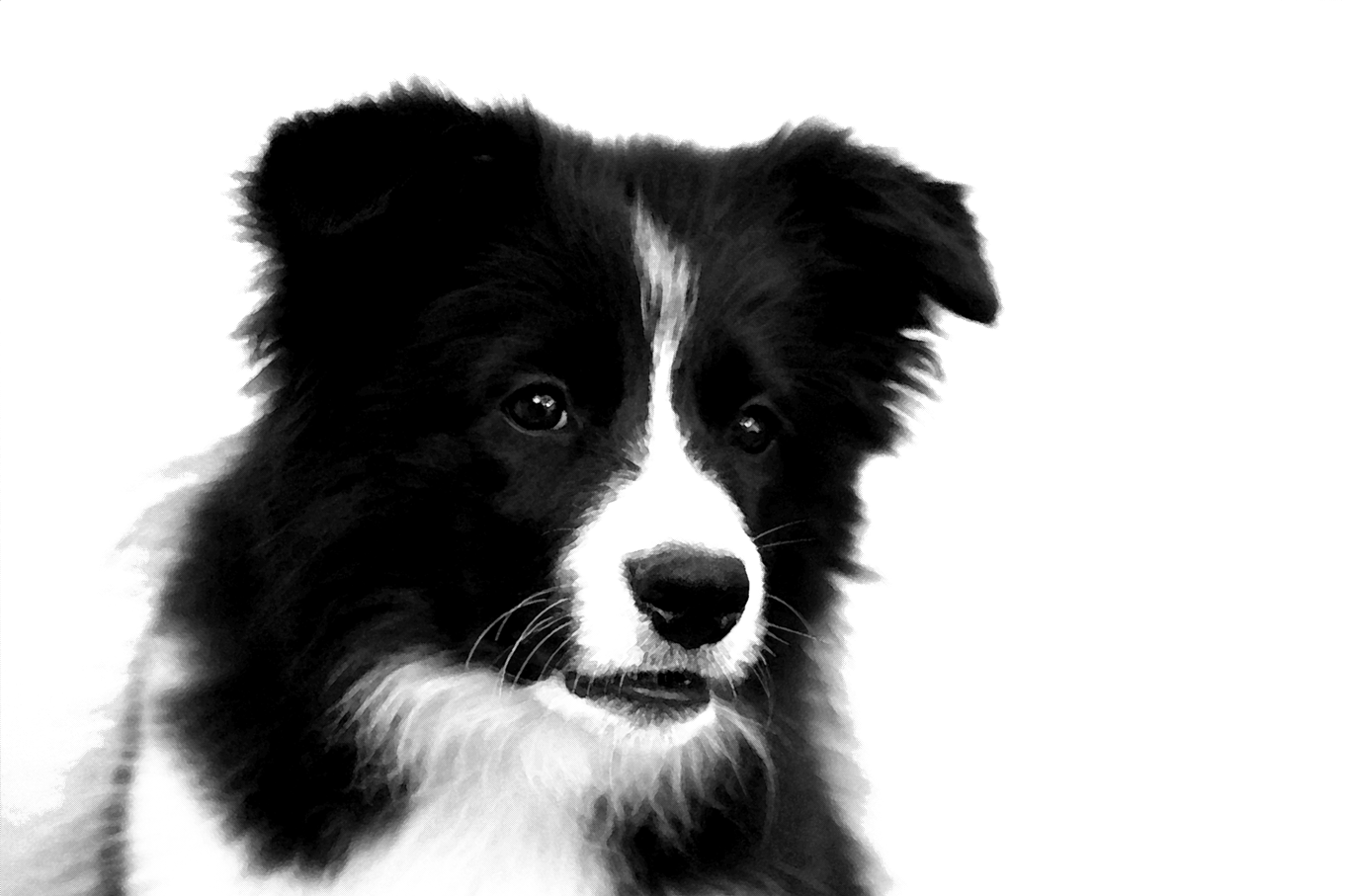 Download PNG image - Border Collie PNG Photos 