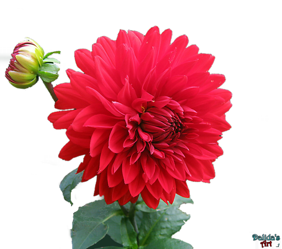 Download PNG image - Dahlia PNG HD 
