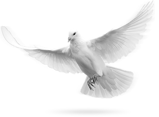 Download PNG image - Flying Peace Pigeon PNG HD 