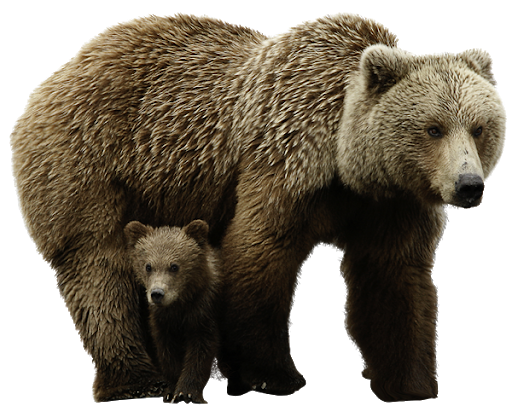 Download PNG image - Real Bear With Baby PNG 