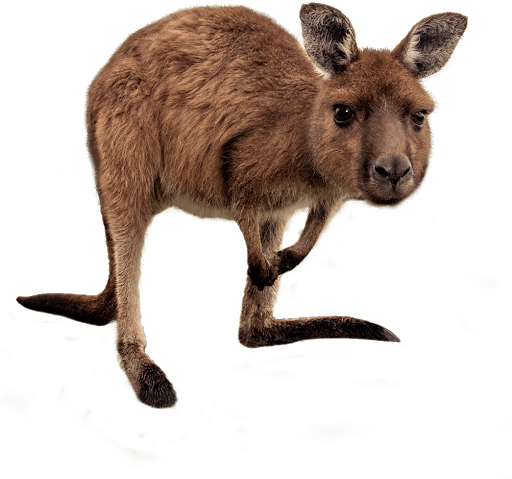 Download PNG image - Wild Kangaroo PNG HD 