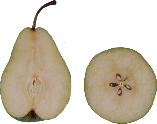 Download PNG image - Asian Pear PNG Transparent HD Photo 
