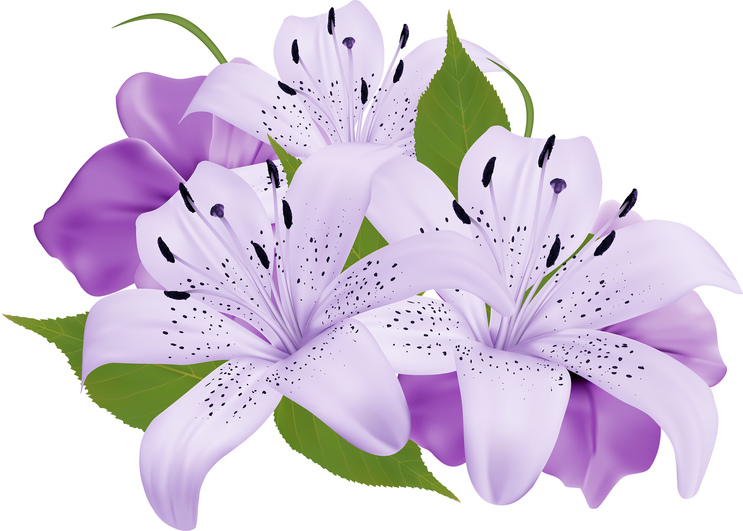 Download PNG image - Blossom Calla Lily PNG Image 