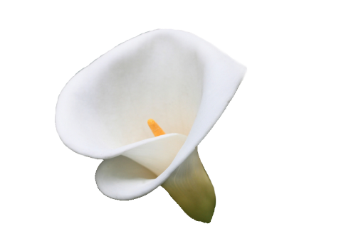 Download PNG image - Botanical Calla Lily PNG Clipart 