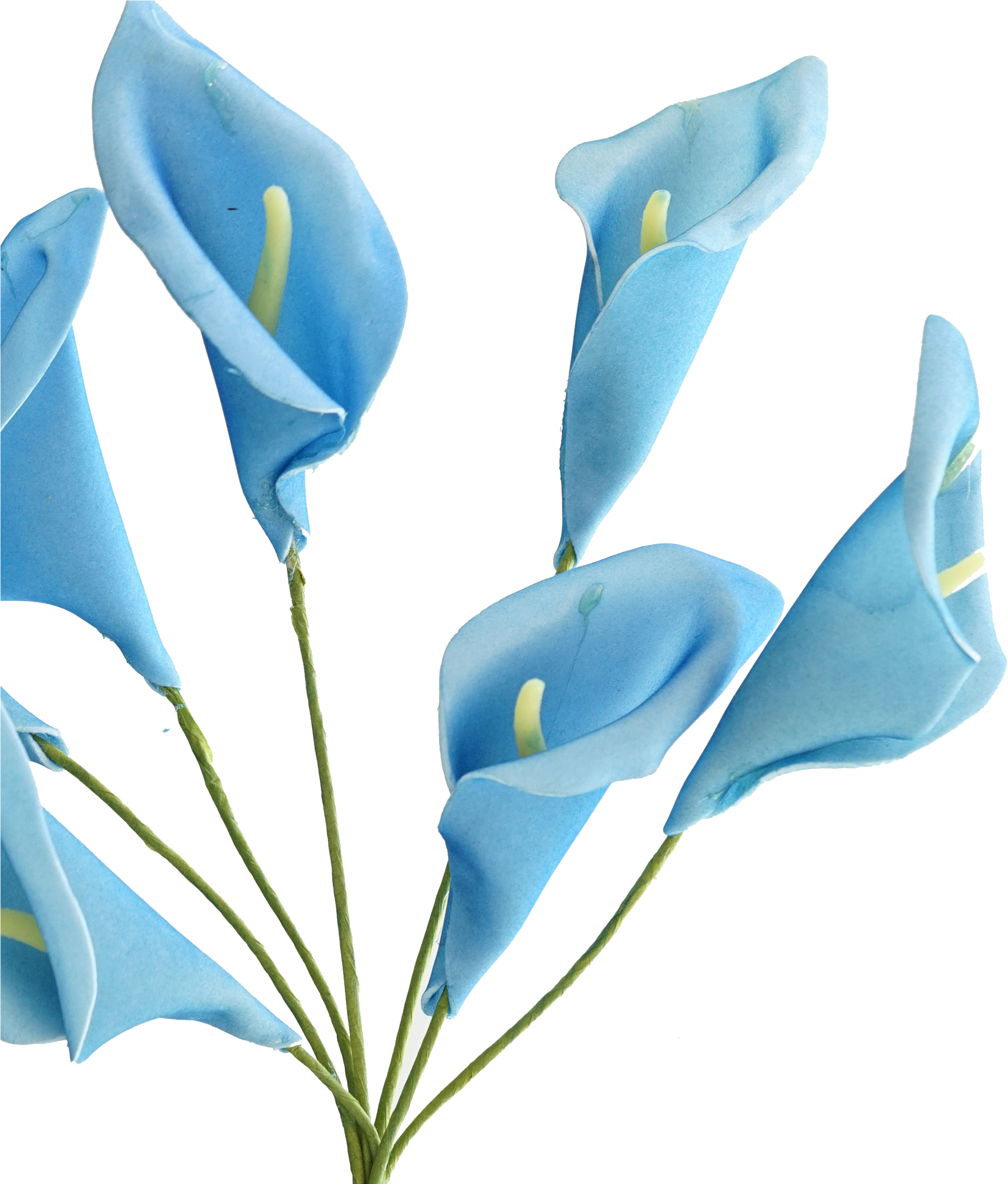 Download PNG image - Botanical Calla Lily PNG File 