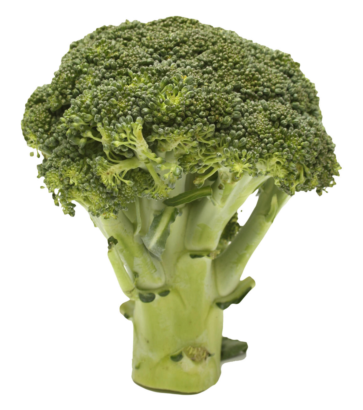 Download PNG image - Broccoli PNG Transparent Image 