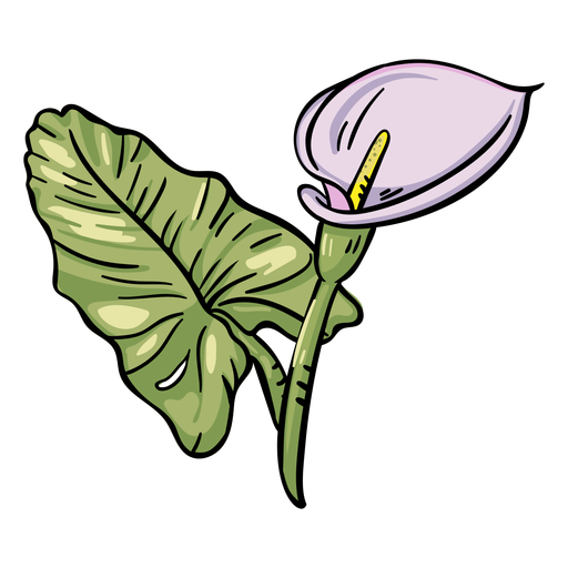 Download PNG image - Calla Lily PNG File 
