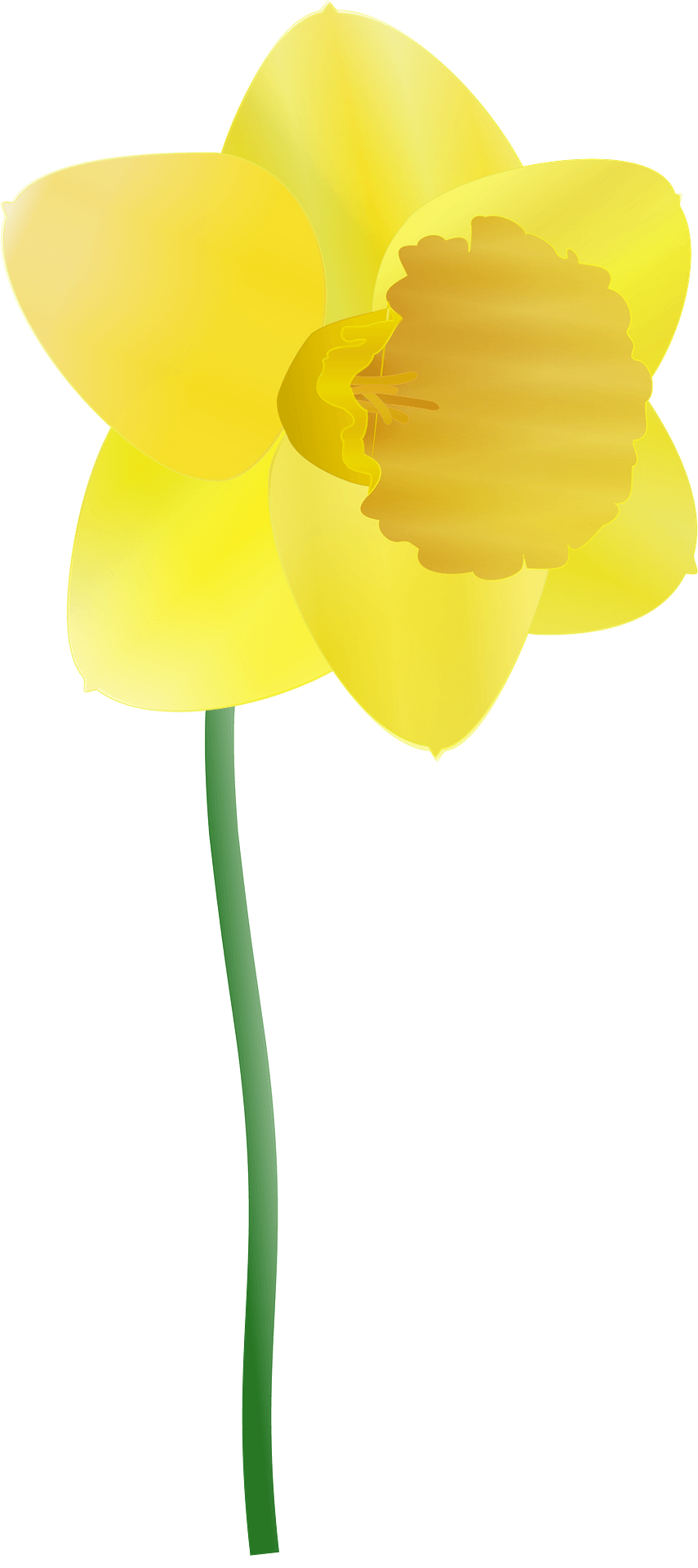 Download PNG image - Daffodil PNG HD Isolated 