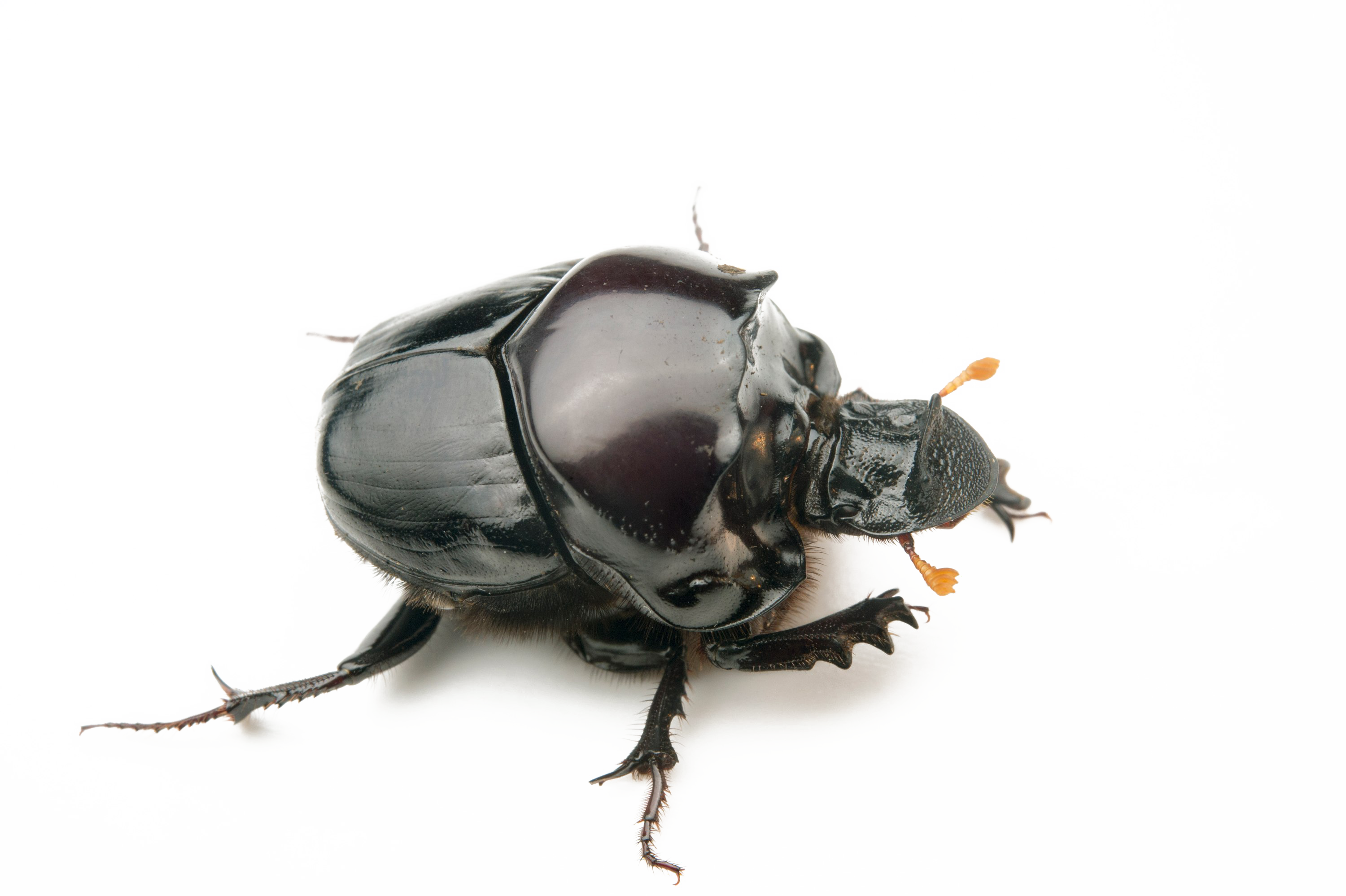 Download PNG image - Dung Beetle Transparent Background 
