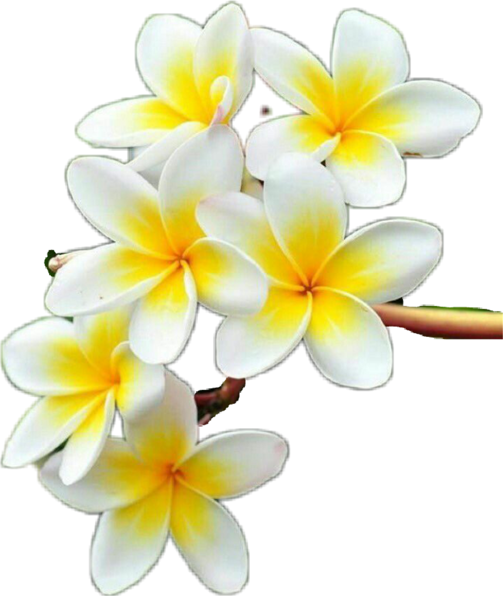 Download PNG image - Frangipani Flower PNG Clipart 