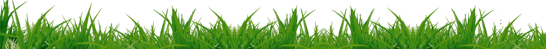 Download PNG image - Lawn Background Isolated PNG 