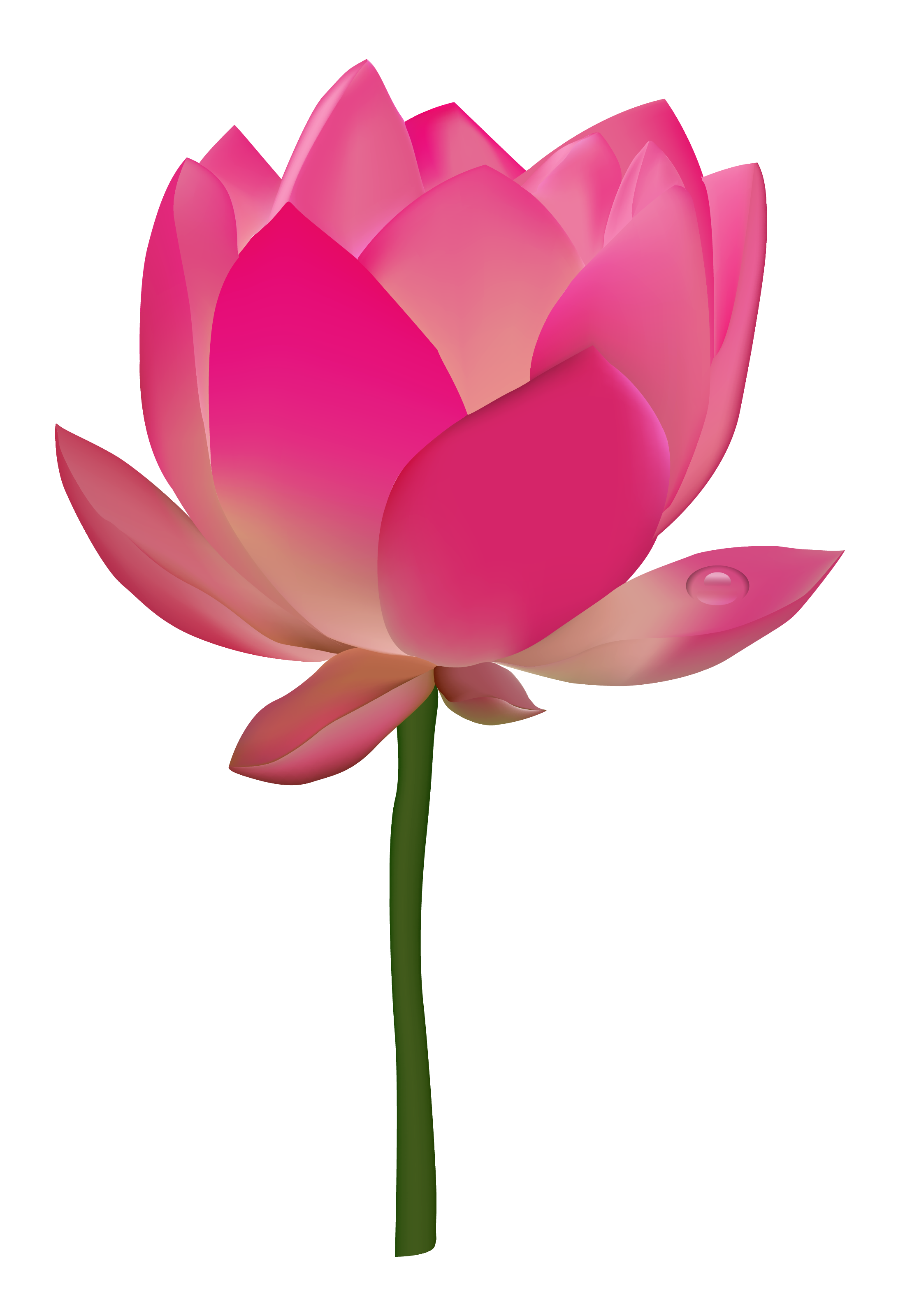 Download PNG image - Lotus Flower PNG HD 