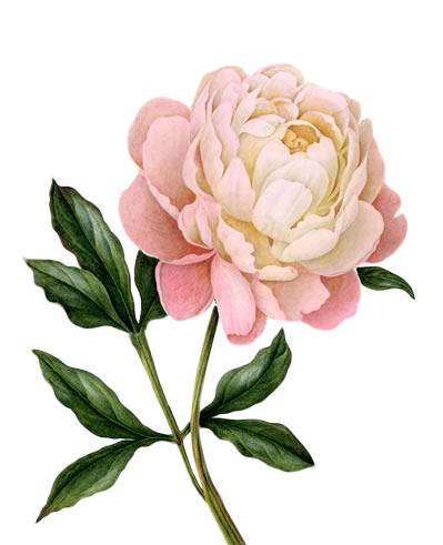 Download PNG image - Peony PNG Photo 